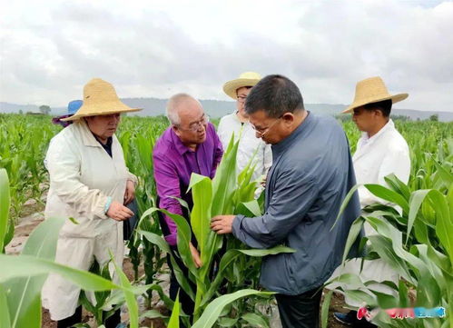 科研突破 临夏州农科院选育新品种 金玉369 实现成果转化