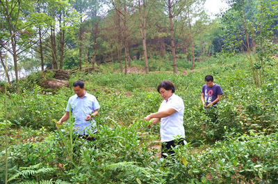 种植中药材 把千亩荒山变成“金土地”